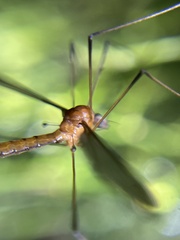 Tipulomorpha