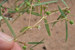 Euphorbia florida
