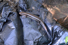 Plestiodon finitimus