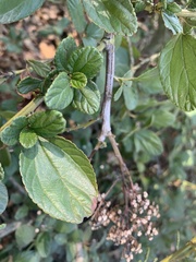 Ceanothus griseus