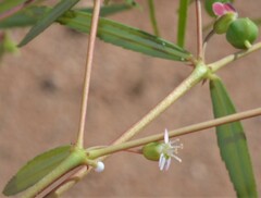 Euphorbia florida