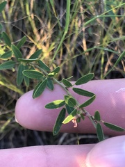 Lespedeza virginica