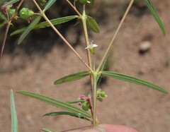 Euphorbia florida