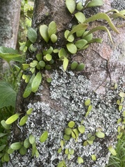 Pyrrosia eleagnifolia