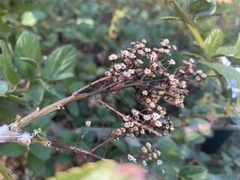 Ceanothus griseus
