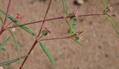 Euphorbia florida