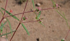 Euphorbia florida