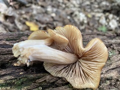 Entoloma