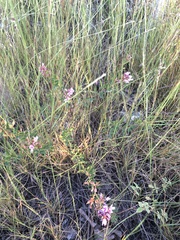 Lespedeza virginica