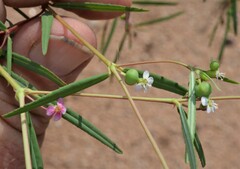 Euphorbia florida