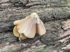 Entoloma
