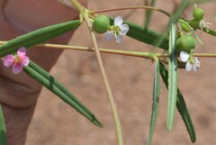 Euphorbia florida