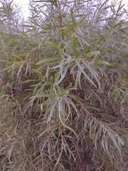 Salix interior