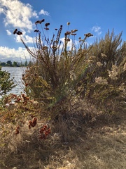 Eriogonum fasciculatum