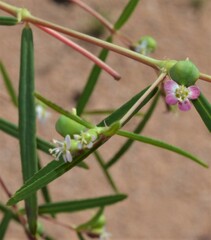 Euphorbia florida