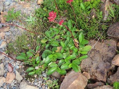 Leptarrhena pyrolifolia