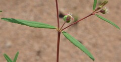 Euphorbia florida
