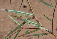 Euphorbia florida