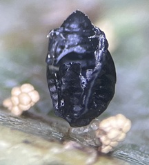 Eulophus