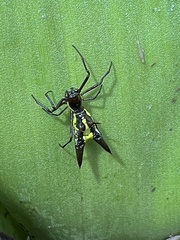 Micrathena pichincha