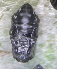 Eulophus