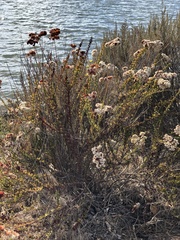 Eriogonum fasciculatum