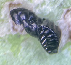 Eulophus