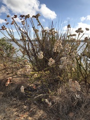 Eriogonum fasciculatum
