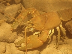 Cambarus