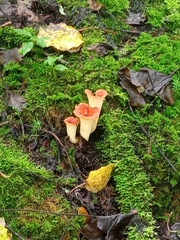 Turbinellus floccosus