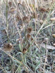 Erigeron