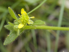 Ranunculus muricatus