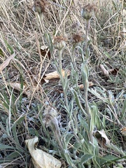 Erigeron