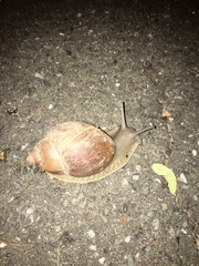 Megalobulimus oblongus