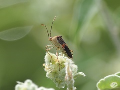 Hypselonotus punctiventris