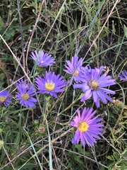 Eurybia hemispherica