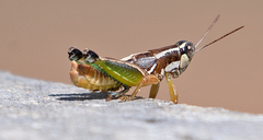 Phaedrotettix dumicola