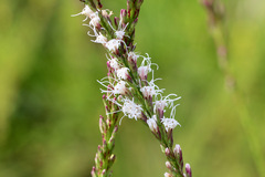 Liatris tenuifolia