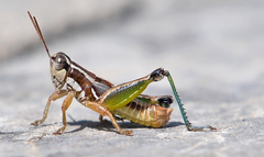 Phaedrotettix dumicola