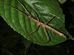 Spinoparapachymorpha