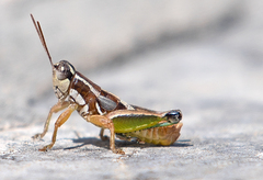 Phaedrotettix dumicola