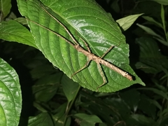 Spinoparapachymorpha