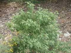 Acer spicatum