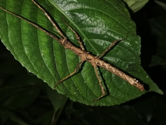 Spinoparapachymorpha