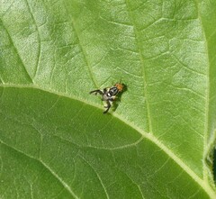 Rhagoletis pomonella