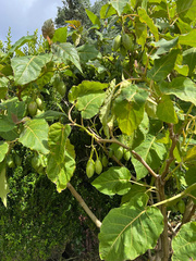Solanum betaceum