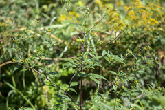 Bidens frondosa