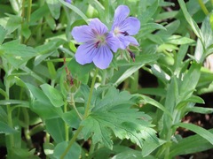 Geranium erianthum