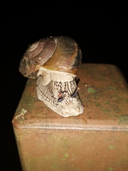 Cryptozona menglunensis