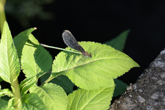 Atrocalopteryx atrata